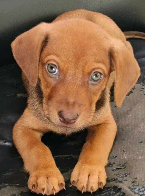 Perrito busca hogar responsable en Pereira 