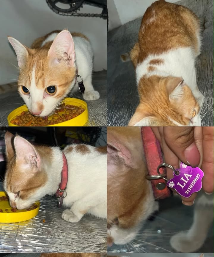 Gata perdida en Los Naranjos, Dosquebradas 
