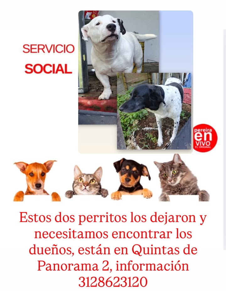Perros abandonados buscando dueños en Pereira 
