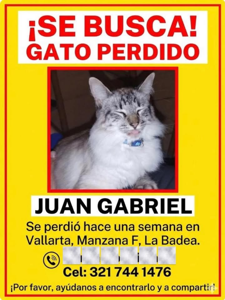 Gato perdido Juan Gabriel en Pereira 
