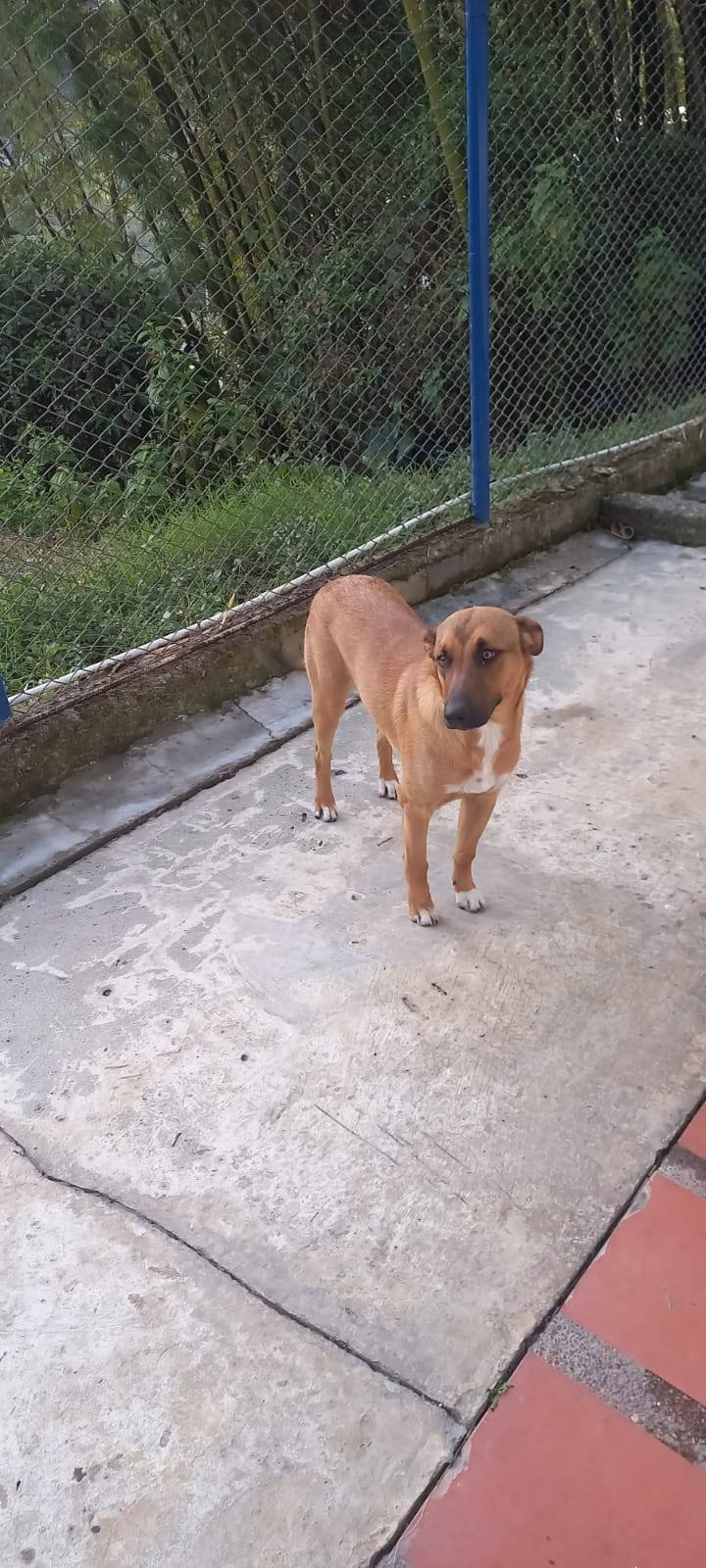 Adopta perrito dócil y juguetón en Neira, Caldas 