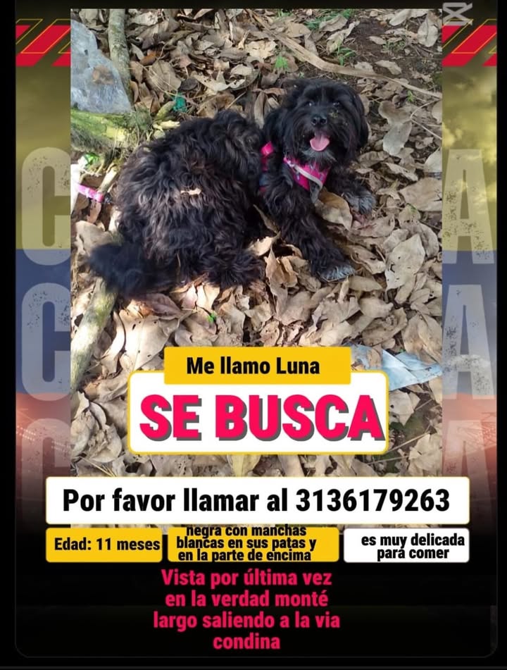 Luna se Busca en Pereira, Risaralda 