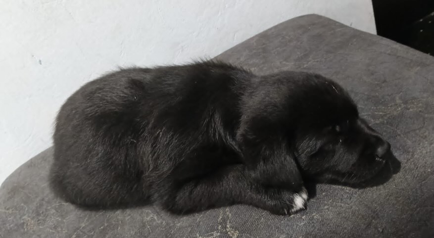 Cachorras en Adopción en Bogotá 