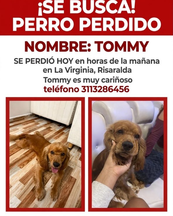 Perro perdido en La Virginia, Risaralda: TOMMY 