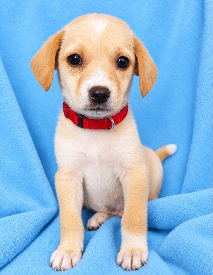 Labrador cachorro en adopción en Neira, Caldas 