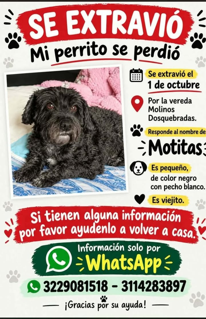 Perro Motitas Extraviado en Pereira, Risaralda 