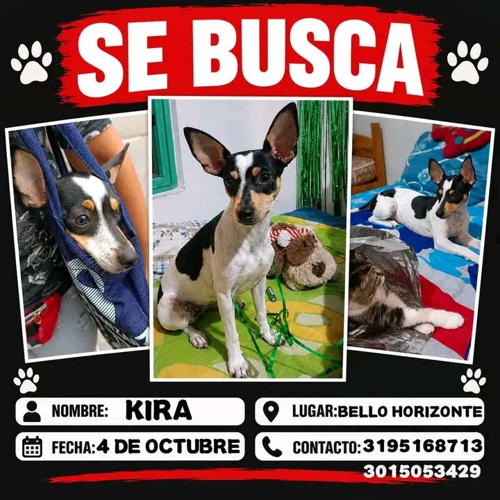 Se busca Kira en Tuluá, Valle del Cauca 