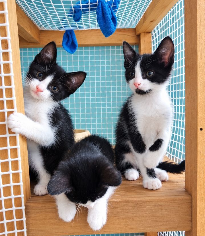  Gatitos para adopción en Neira, Caldas 