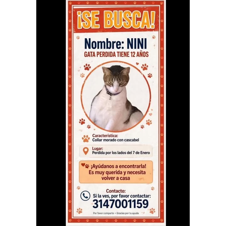 Gata perdida en La Virginia, Risaralda 