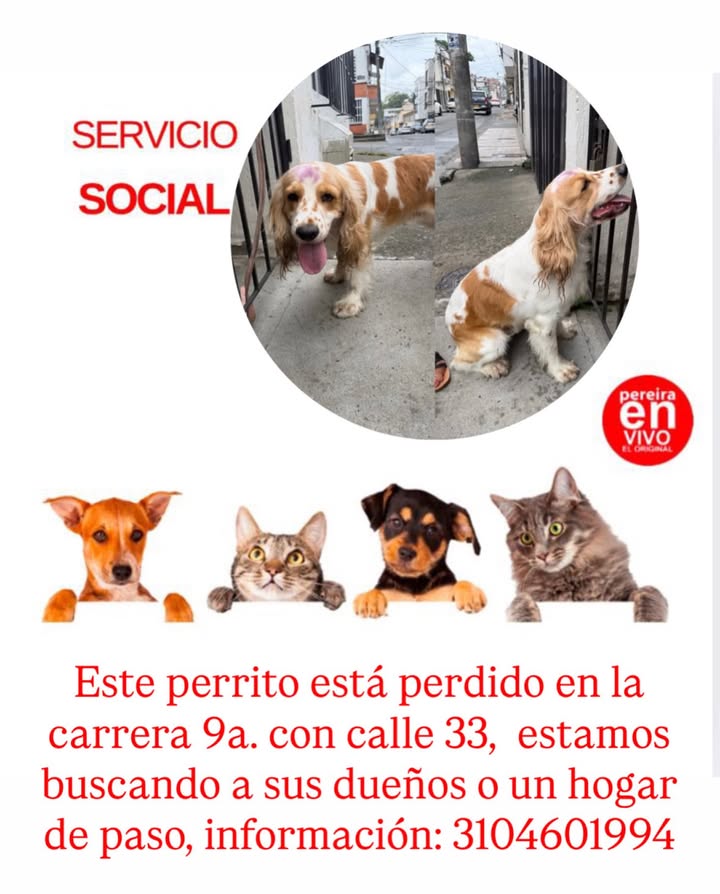 Perro perdido en Pereira, Risaralda 