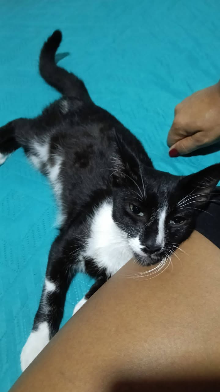 Gatito tierno y juguetón busca hogar amoroso en Tuluá 