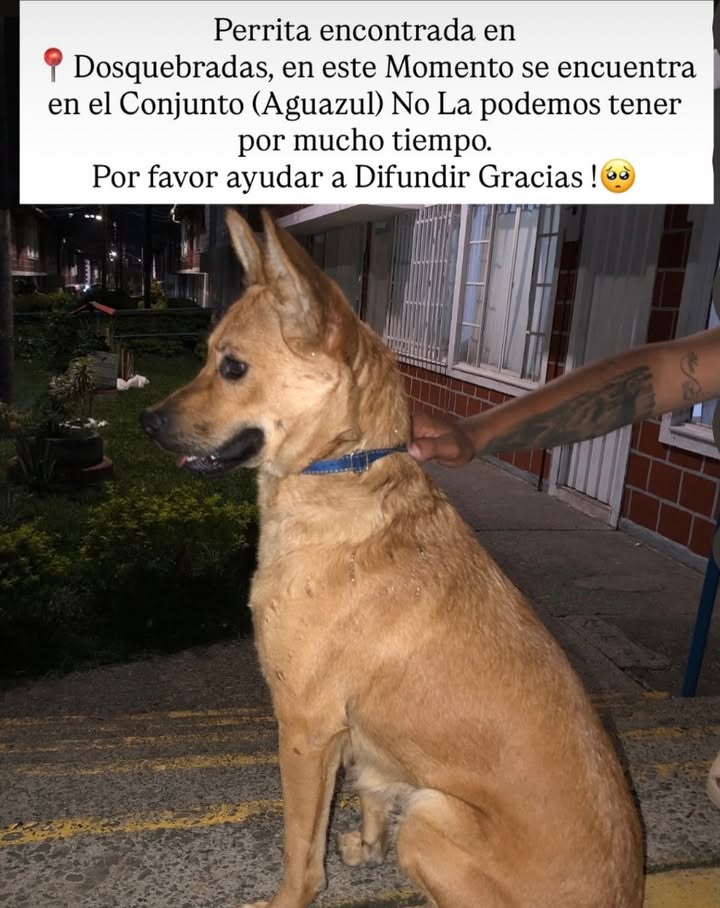 Perrita encontrada en Dosquebradas, Risaralda 