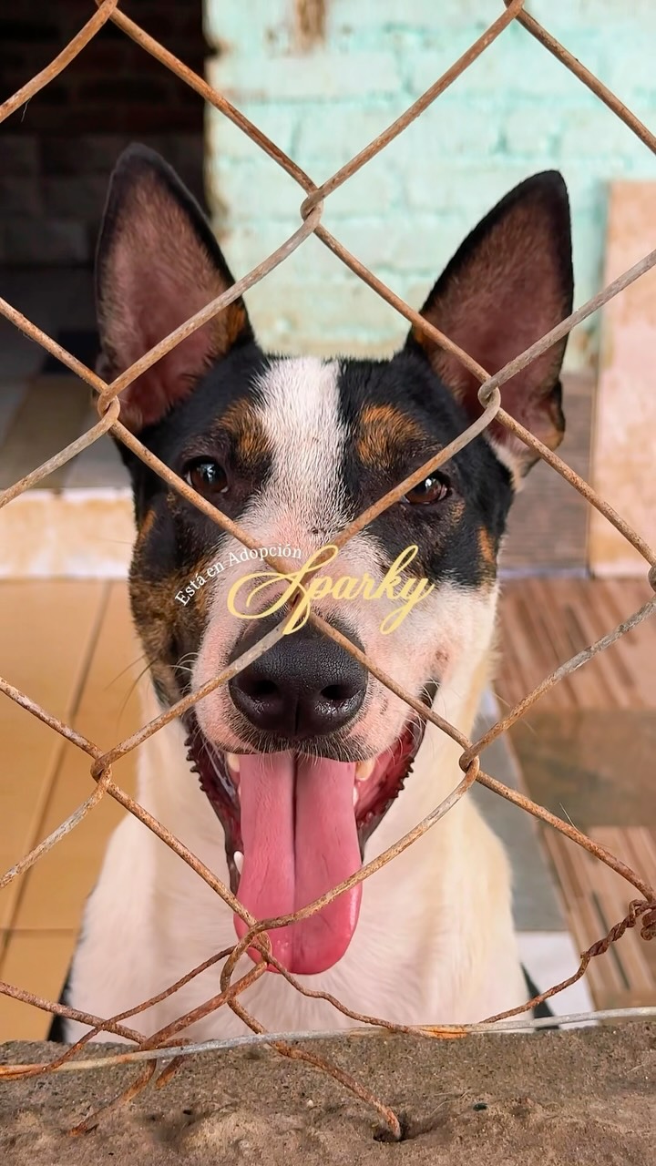 Adopta a Sparky: un perro con una historia única en Cartago, Valle 