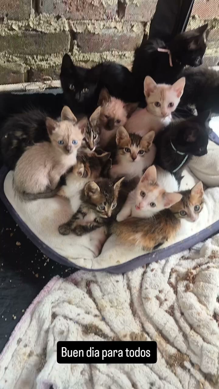 Hogares para cachorros adorables 