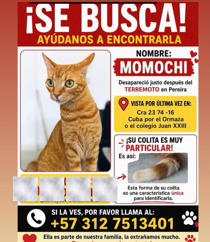 Gato perdido Momochi en Pereira 