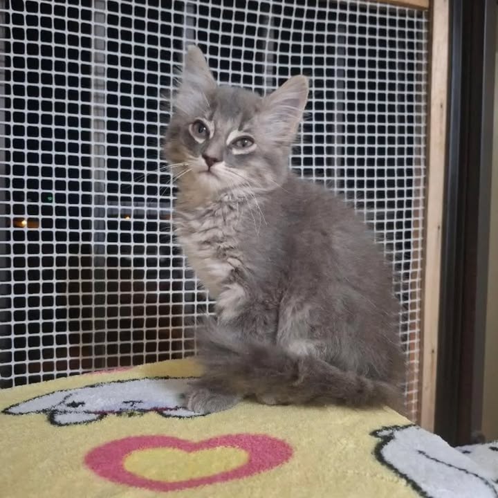 Gatitos machos en adopción en Pereira, Risaralda 