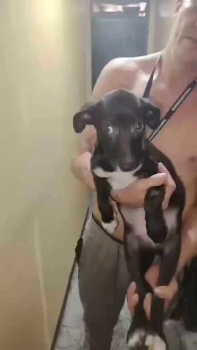 Perrita cachorrita de 3 meses en adopción en Pereira 