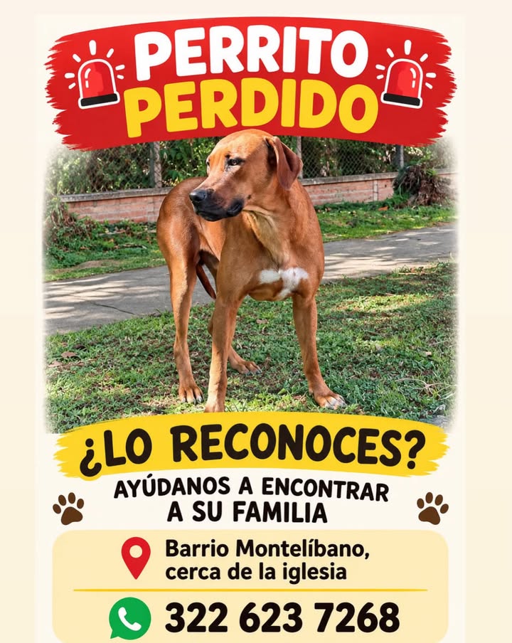 Perrito perdido en Pereira, Risaralda 