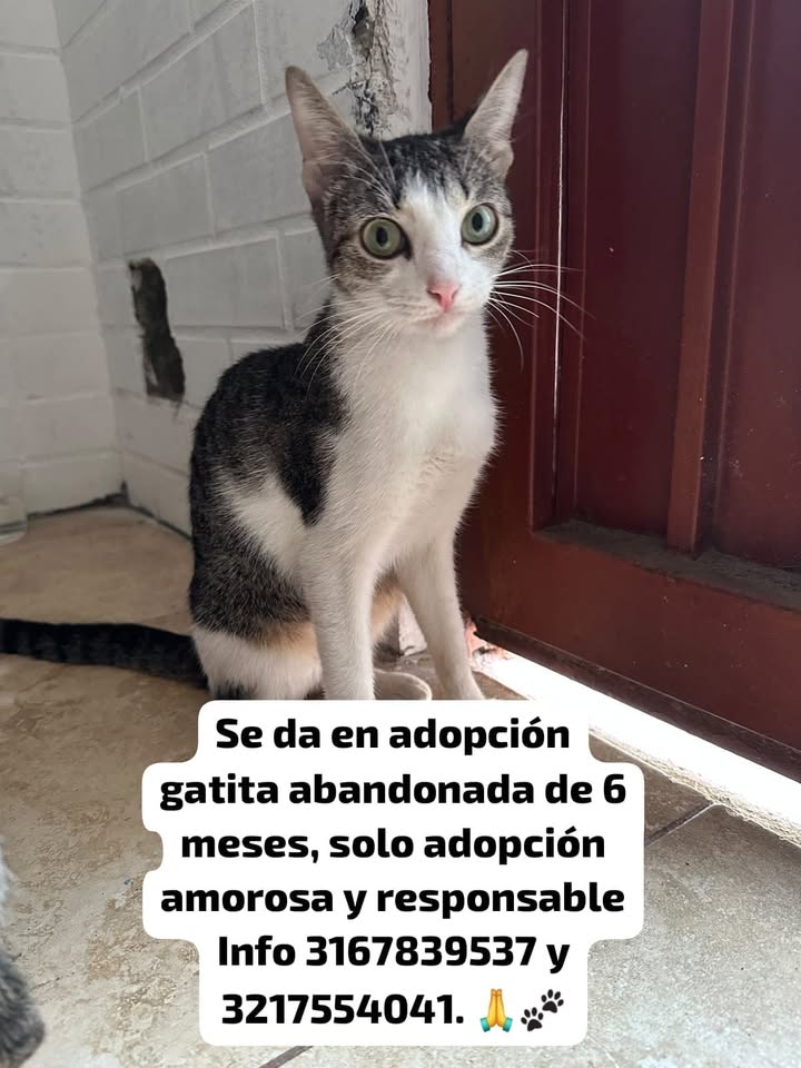 Gatita en Adopcion en Tuluá 