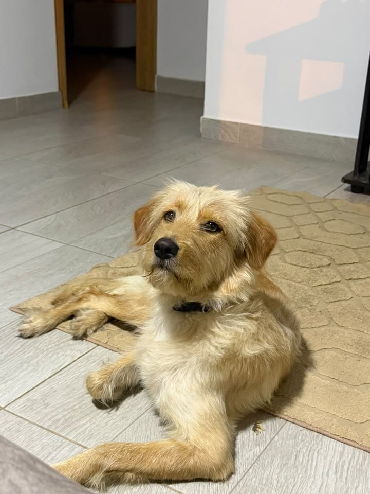 Perrita amorosa busca hogar en Tuluá, Valle 