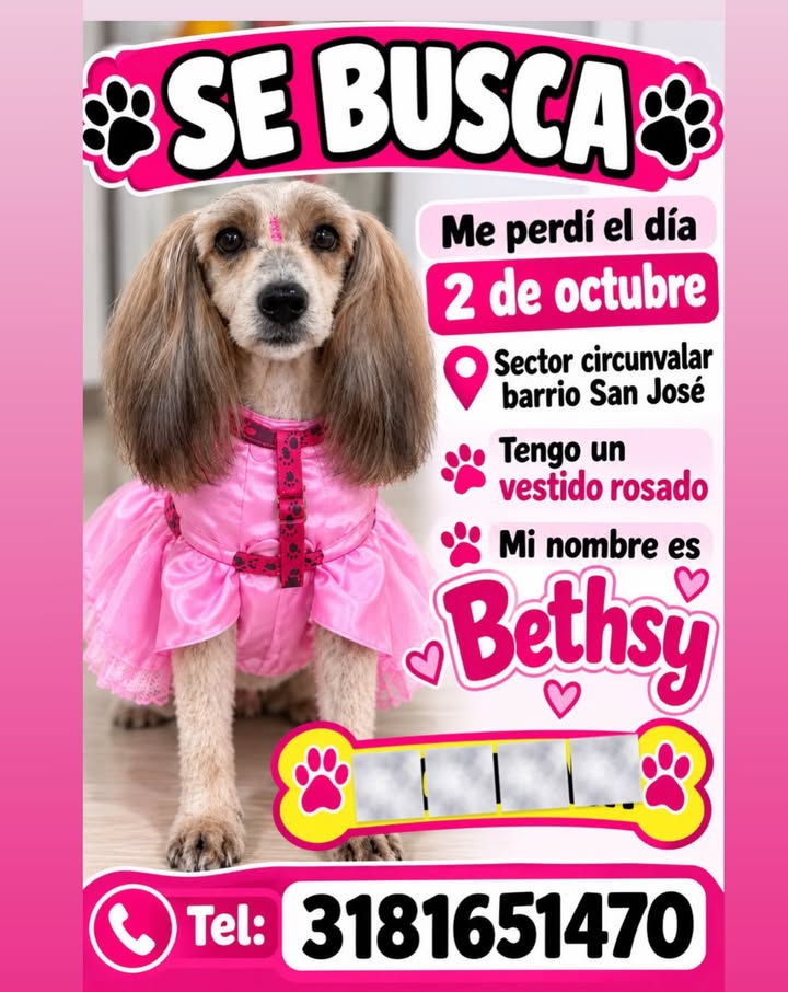 Se busca a Bethsy, perrita perdida en Pereira 