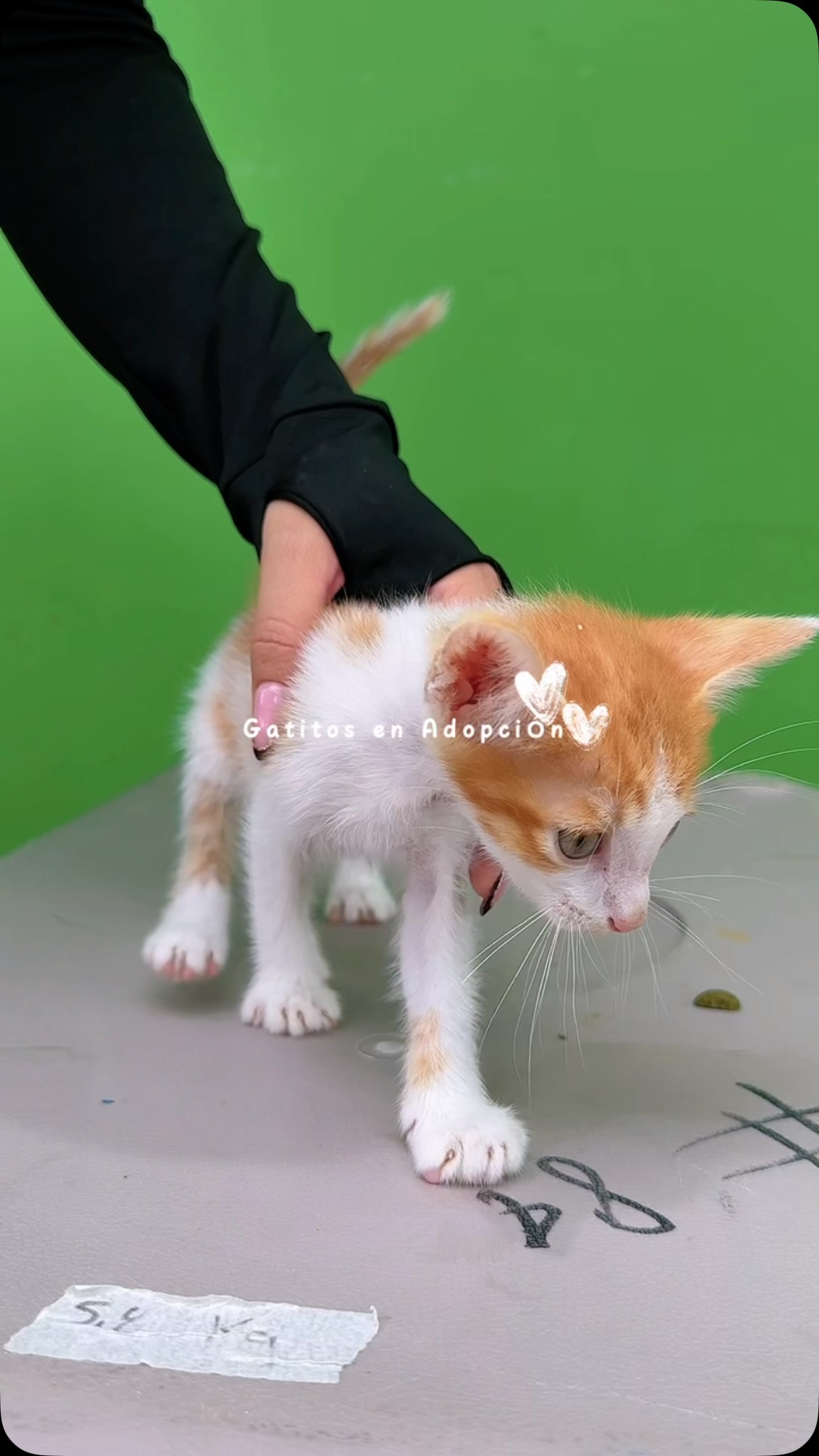 Gatitos machitos en adopción en Cartago, Valle 