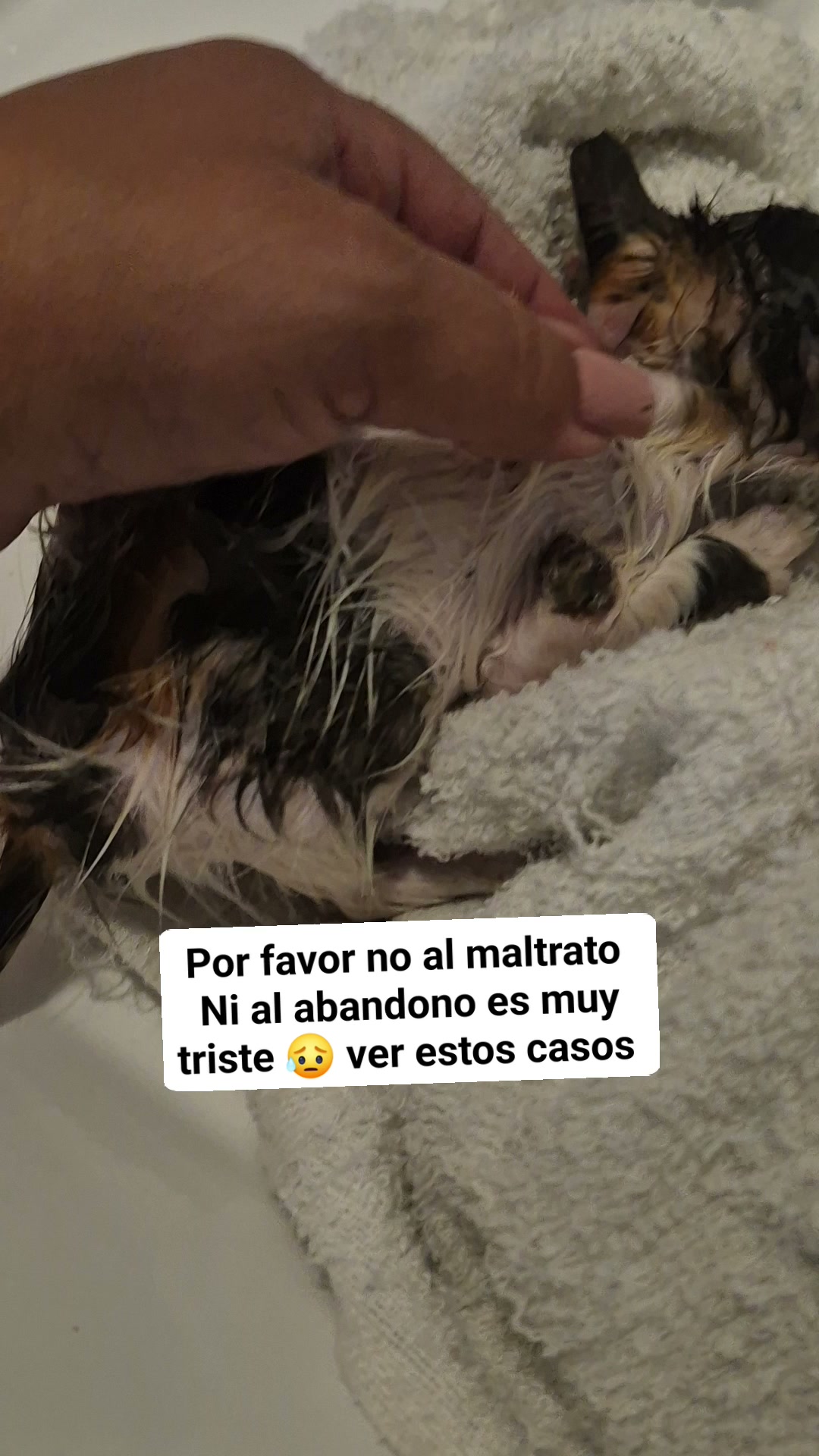 Gato necesita ayuda urgente en Bogotá 