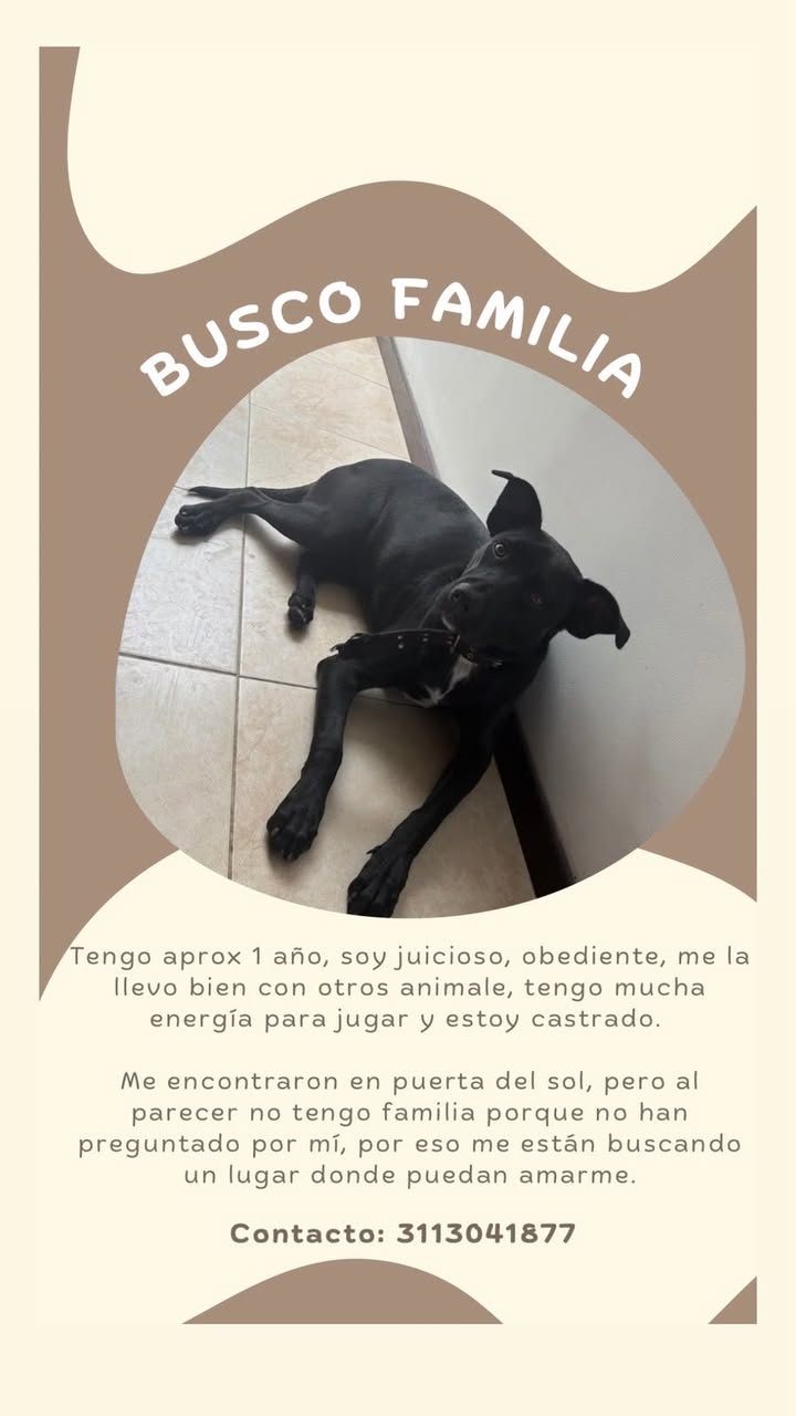 Busca familia perro negro en Neira 