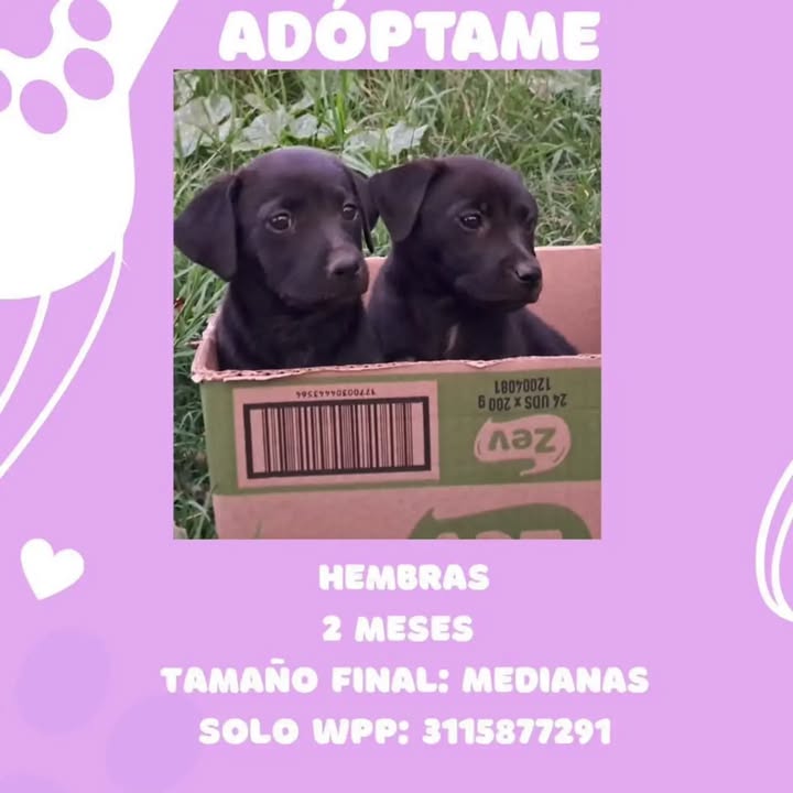 Perros en adopción en Pereira, Risaralda 