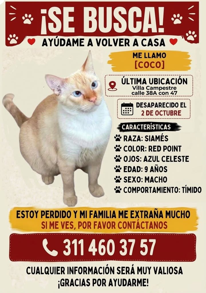 Gato Siamés Red Point perdido en Tuluá 