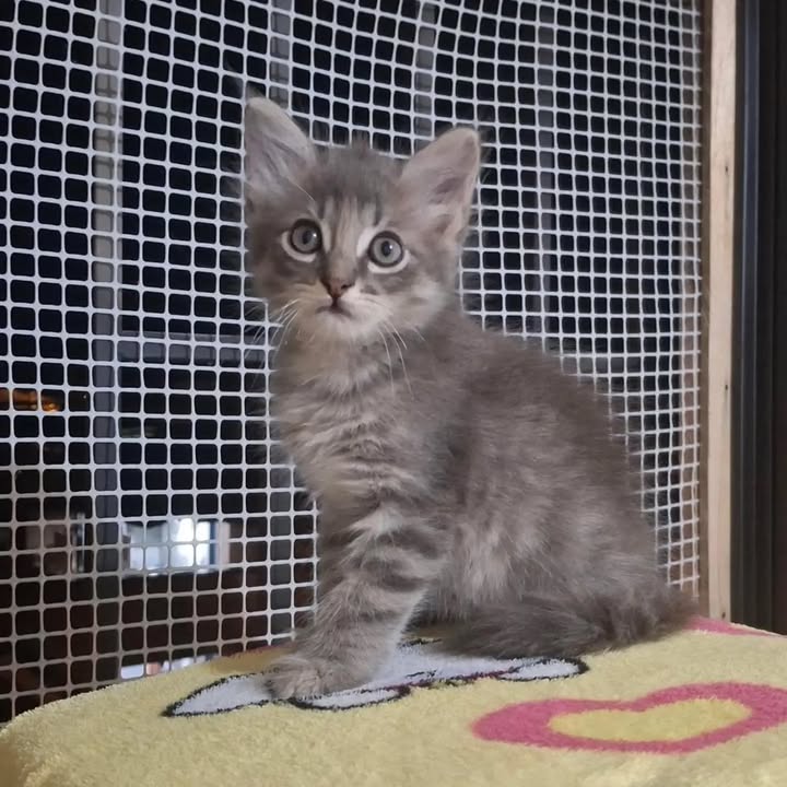 Gatitos machos en adopción en Pereira, Risaralda 