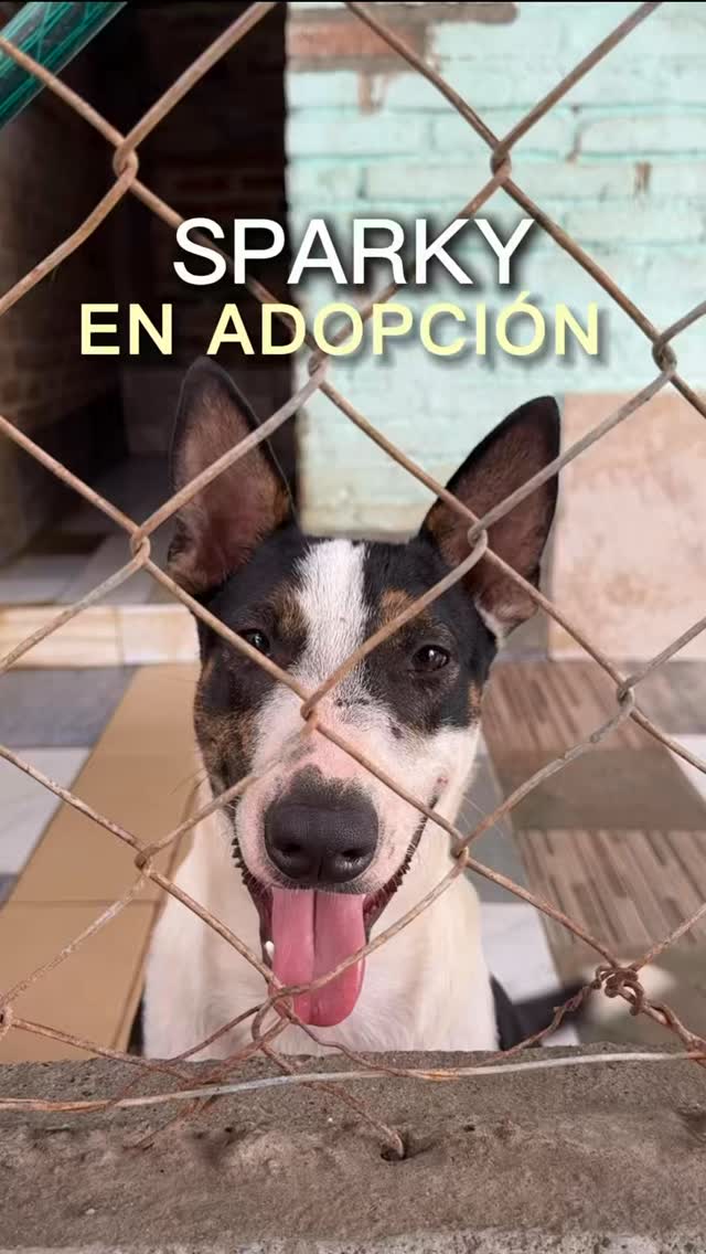 Perro Sparky en Adopción 