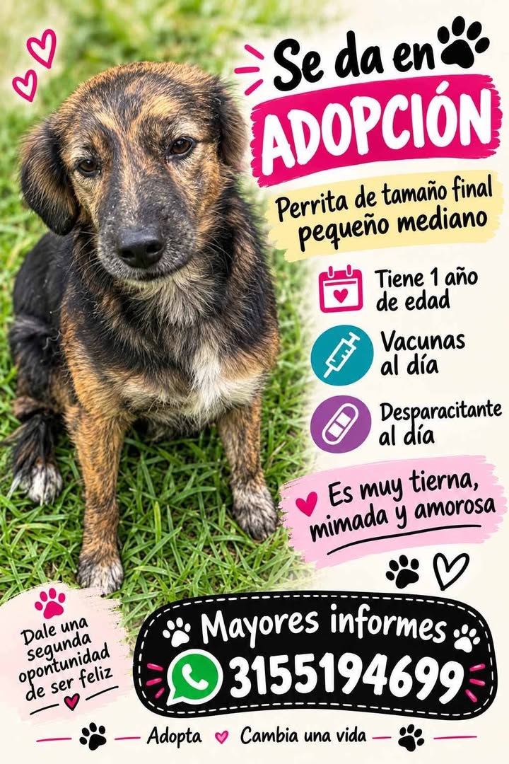 Perra en adopción en Pereira, Risaralda 