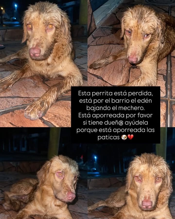Perro perdido en el barrio el Eden, La Virginia, Risaralda 