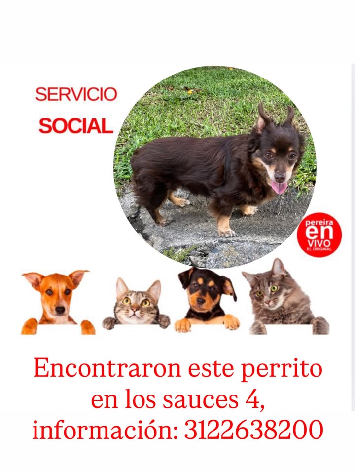 Perro encontrado en Los Sauces 4, Pereira 