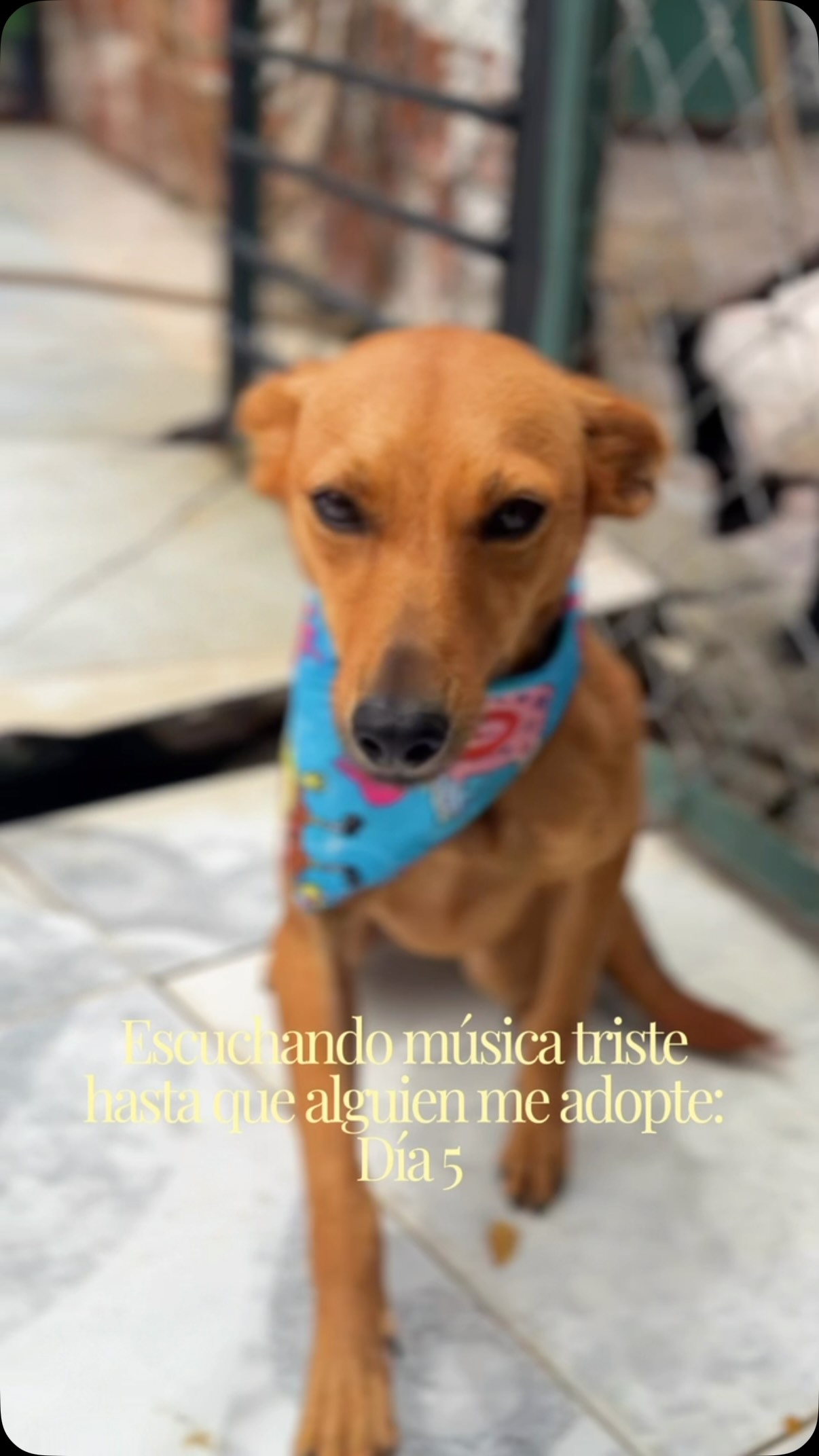 Adopta a Ratoncita, una perrita dulce y pequeña en Cartago, Valle 