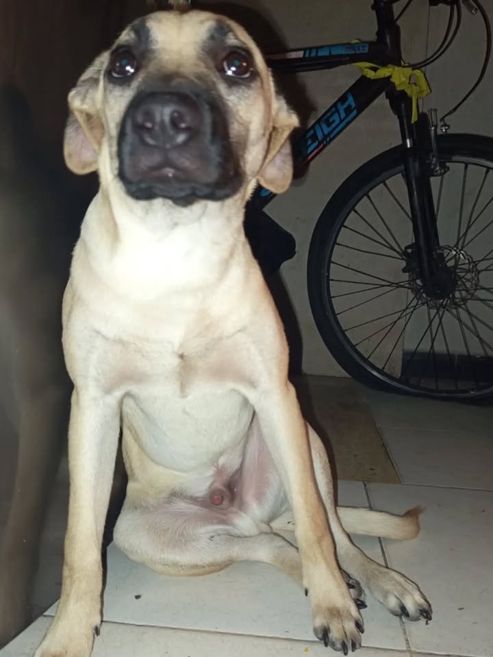 Perro Mestizo de 6 meses en adopción en Pereira, Risaralda 