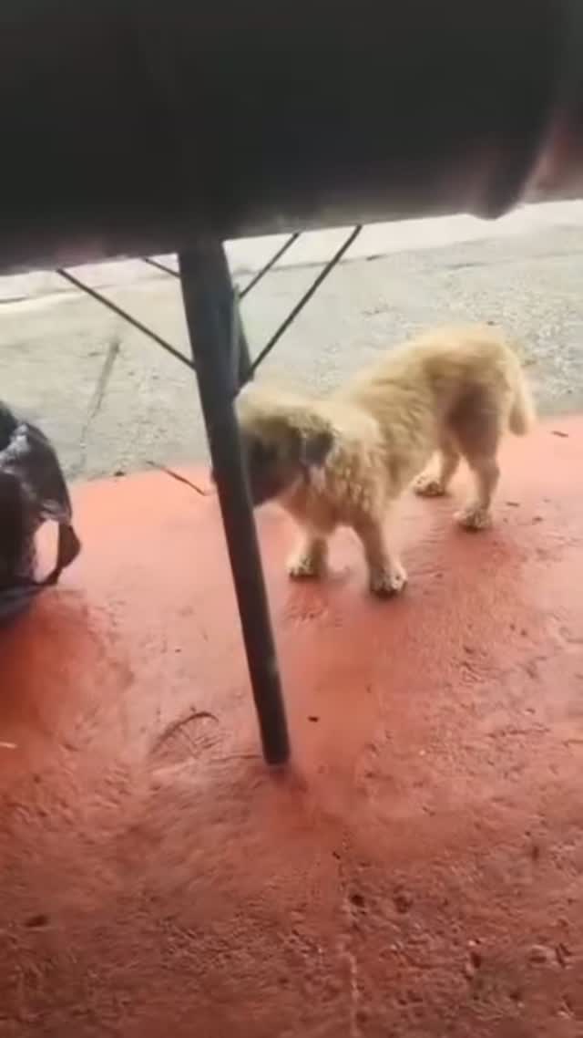Perrito ciego y vulnerable busca hogar de paso o veterinario en Pereira, Risaral 