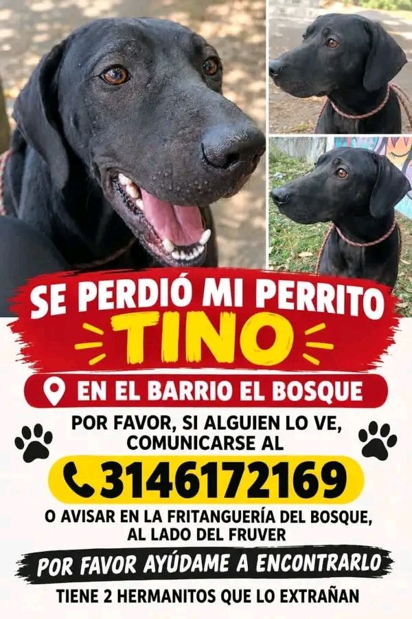 Perdida de Perrito Tino en Tuluá, Valle 