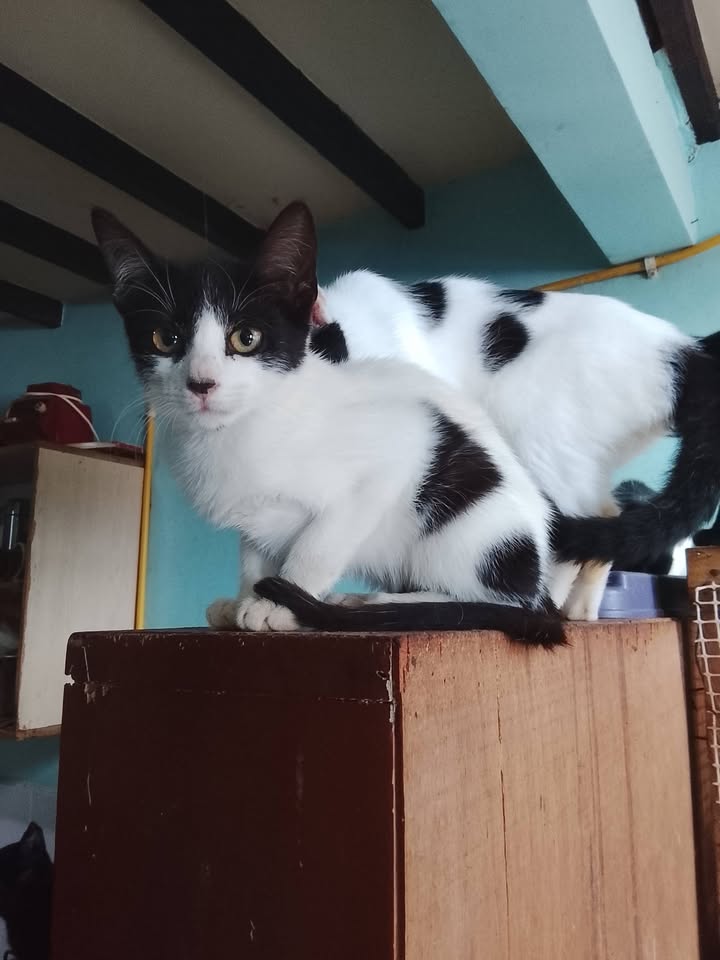 Gato en adopcion responsable en Neira, Caldas 