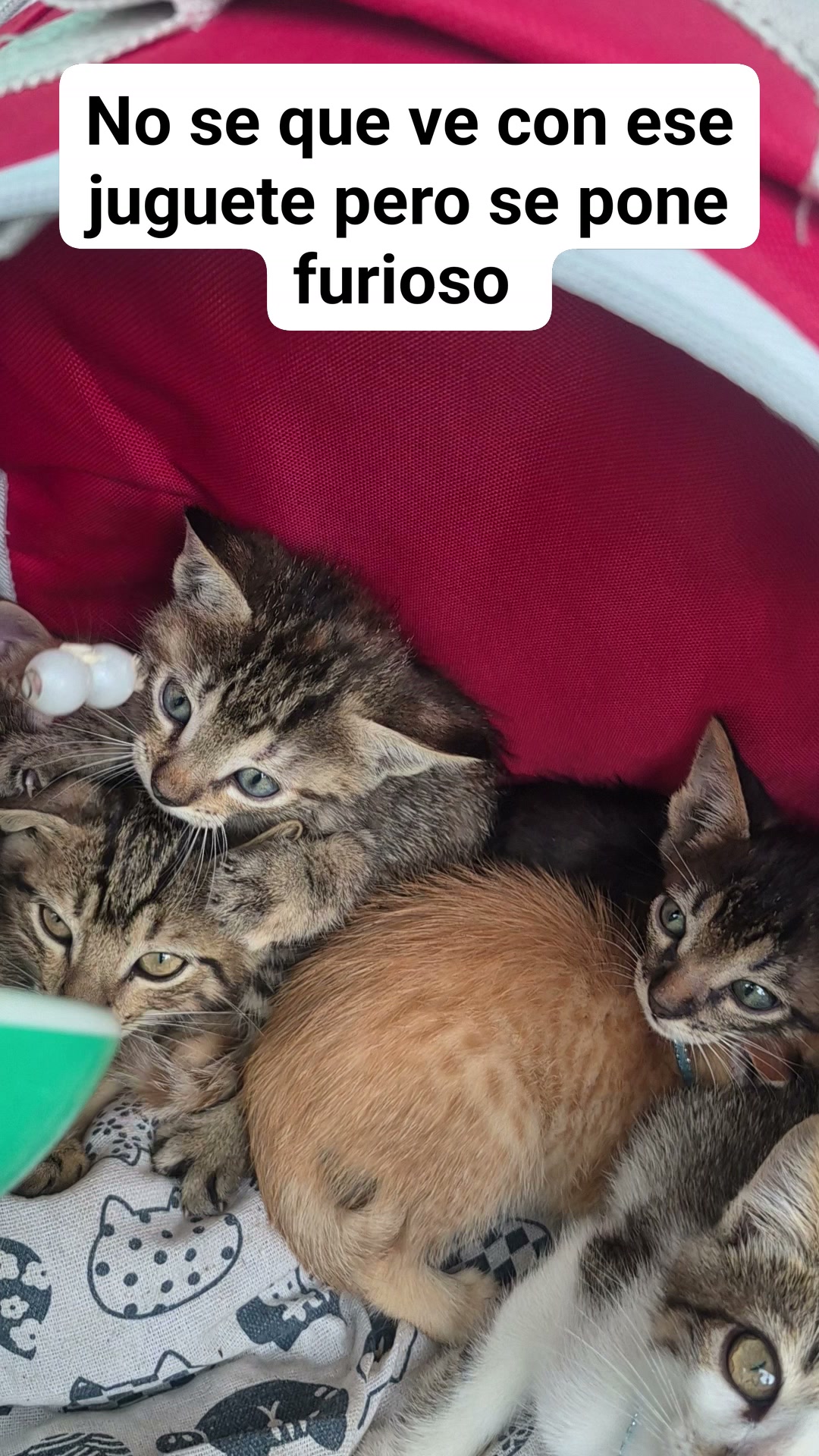 Adopción Gatitos Juguetones Bogotá 