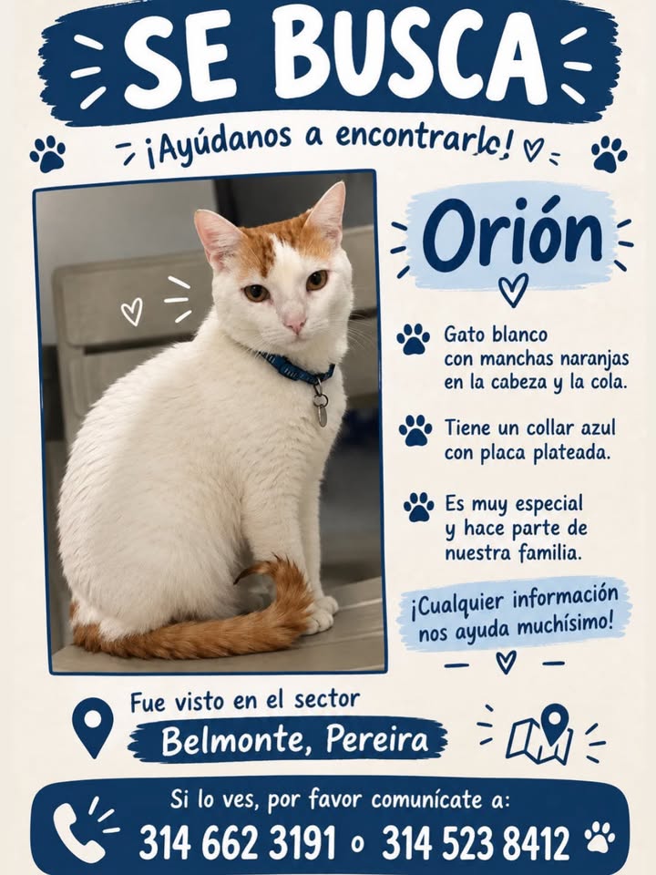 Gato blanco con manchas naranjas perdido en Pereira 