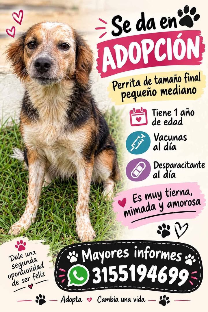 Perra en adopción en Pereira, Risaralda 