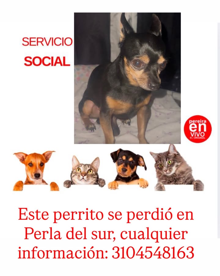 Perro perdido en Perla del sur 