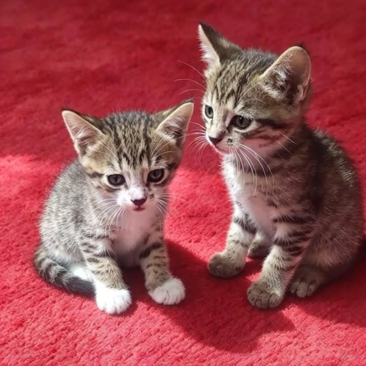 Gatitos en adopción en Pereira, Risaralda 