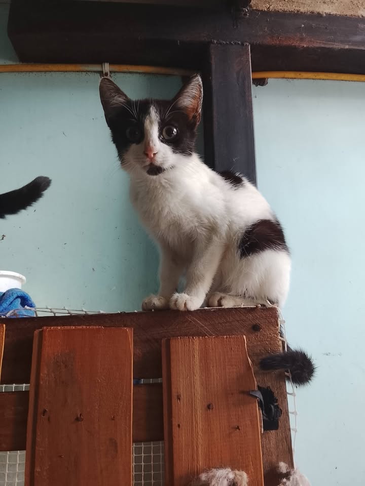 Gato en adopcion responsable en Neira, Caldas 