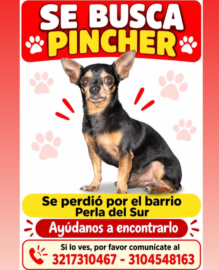 Se busca Pincher en Pereira 