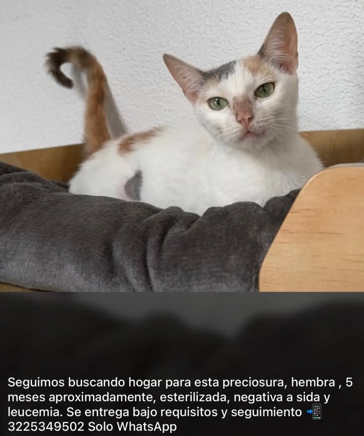 Gato en adopción en Pereira 