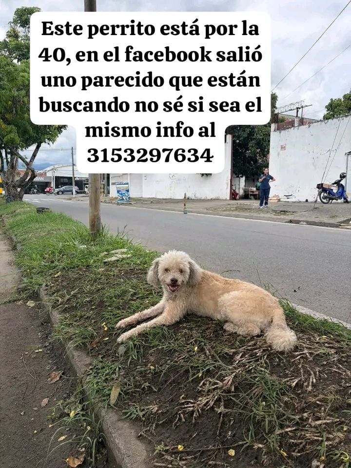 Perro perdido en Tuluá 