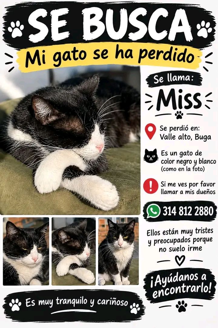 Gato negro y blanco perdido en Tuluá 